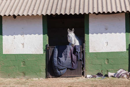 Horse in Stables catching winter sunlight.の写真素材