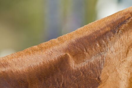 Horse pony grooming neck body cover closeup abstract animal detail.