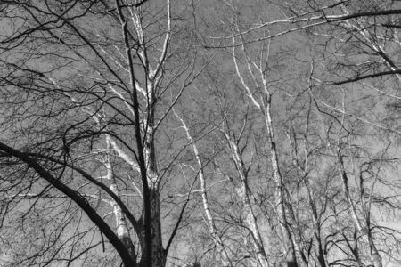 Trees branches reflections  vintage black white detail