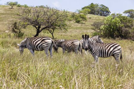 Zebras wildlife animals reserve parksの写真素材
