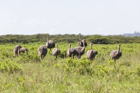 Ostrich bird flock wilderness wildlife park reserveの写真素材