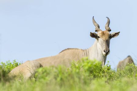 Eland buck wildlife animal wilderness hot summer landscape