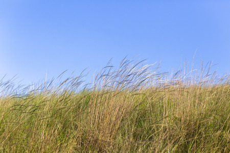 Grass fields summer blue sky rural countryside landscape