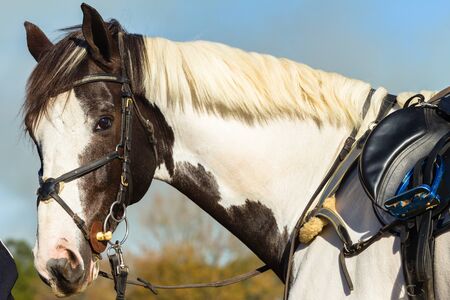 Show jumping horse portrait equestrian eventの写真素材
