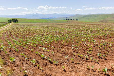 Farming young vegetable crops planted summer field landscape.の写真素材