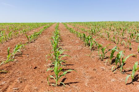 Farming young crops of maize corn planted in summer field landscape.の写真素材