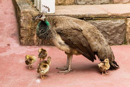 Peacock bird with young chicks under her wingsの写真素材
