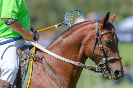 Polocrosse horse player closeup unidentified ready for equestrian sport game.の写真素材