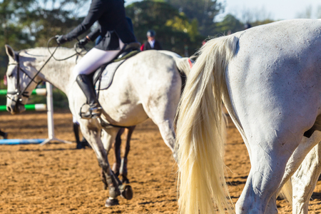Horses gray white tail legs closeup abstract angle with unidentified riders in show jumping arenaの写真素材