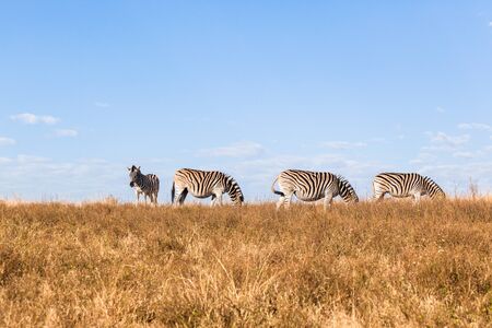 Zebra's three pregnant with maturing  calf eating winter grassland plateau.の写真素材