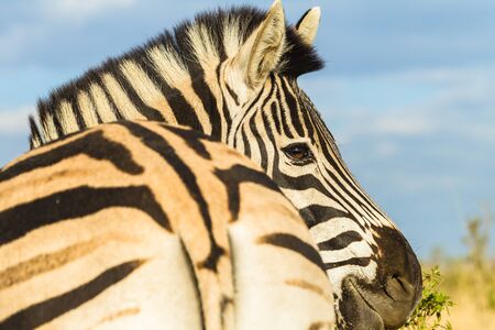 Zebra wildlife animal closeup detail portrai .の写真素材