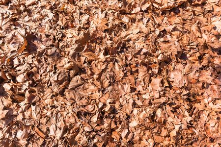 Tree leaves stacked on ground closeup detail nature seasons autumn winter backgroundの写真素材