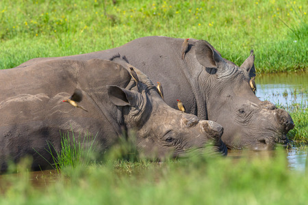 Rhinos sleeping with ox pecker birds cleaning fleas and ticks off bodies at waterhole summer closeup photo of protected wildlife animals.の写真素材