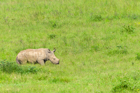 Rhino newborn calf following mother summer landscape  photo of protected wildlife animals.の写真素材