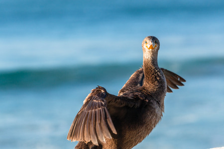 Darter bird perched sitting drying in morning sun after ocean fishing.