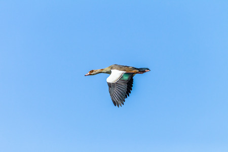 Bird egyptian goose flying in blue sky close up detail.