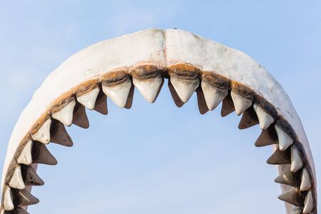 Large great white shark teeth model structure outdoors closeup Jaws statueの写真素材
