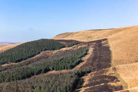 Forestry trees fire break on dry hills landscape to protect tree crops during the dry season in the ...