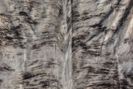 Cattle animal leather skin hides  closeup  abstract background  detail of cleaned treated  together ...