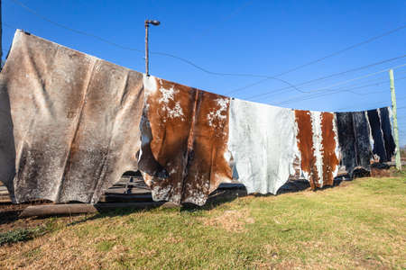 Cattle animal leather skin hides  outdoors closeup of cleaned treated  together  to make fur rug carpet decor lifestyle living interior.の写真素材