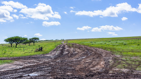 Scenic summer weather in wilderness outdoors park reserve with dirt road route tracks green...