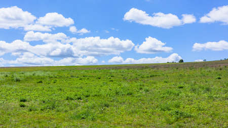 Scenic summer weather in wilderness outdoors park reserve with green grasslands plateau trees with blue sky and low clouds towards the horizon landscape.の写真素材