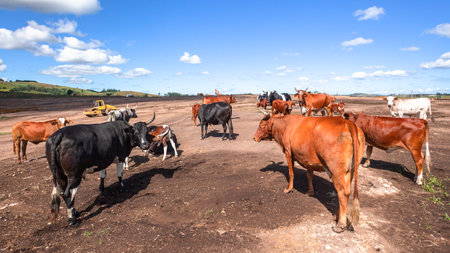 Farm field been stripped to bare earth in rural countryside to dismay of cattle herd or animals looking for grass for feed.の写真素材