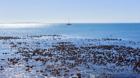 Yacht sailing on ocean sea waters silhoutted with horizon photo from kelp sea weed shoreline a scenic blue landscape .の写真素材