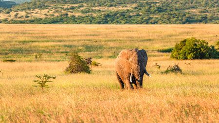 Elephant bull animal walking across grassland savannah plateau late afternoon light in wildlife wilderness park reserve a scenic landscape of nature.の写真素材