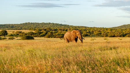 Elephant bull animal walking across grassland savannah plateau late afternoon light in wildlife wilderness park reserve a scenic landscape of nature.の写真素材