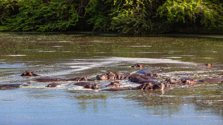 Hippos herd large dangerous wildlife animals together in waterhole park reserve.の写真素材