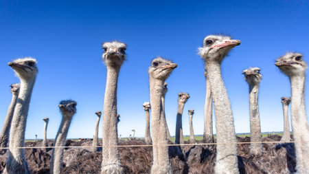 Ostrich farm birds closeup on fence with blue sky background.の写真素材