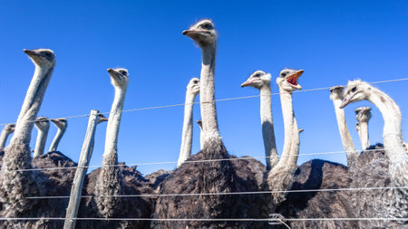 Ostrich farm birds closeup on fence with blue sky background.の写真素材