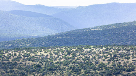 Rural rugged scenic aloe plants trees vegetation hills and valleys wilderness around the Transkei in the Eastern Cape of South-Africaの写真素材