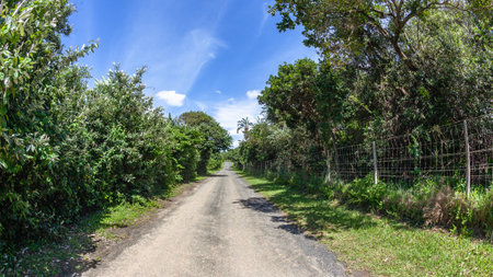 Long straight asphalt road middle perspective photograph with tropical trees vegetation along fence covering countryside route.の写真素材