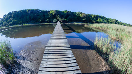 Hiking path over wetland river lagoon waters a raised wood slat crossing a scenic landscape.の写真素材