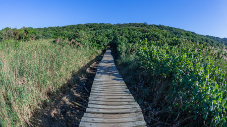 Hiking path route tropical wetland trees wood slat route a scenic landscape.の写真素材