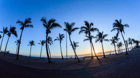 Dawn beach ocean palm trees silhouettes with horizon sunrise a scenic landscape.の写真素材
