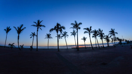 Dawn beach ocean palm trees silhouettes on promenade with horizon sunrise a scenic landscape.の写真素材
