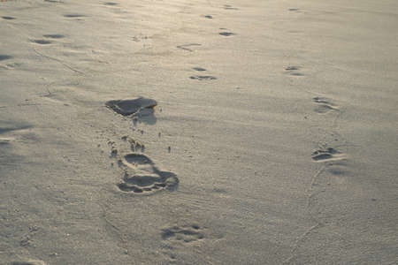 morning footprints in the sandの写真素材