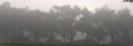 foggy morning view of St. Francisville treesの写真素材
