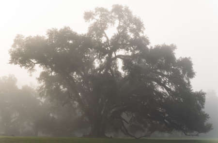 foggy morning view of St. Francisville treesの写真素材