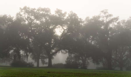 foggy morning view of St. Francisville treesの写真素材