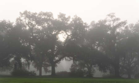 foggy morning view of St. Francisville treesの写真素材