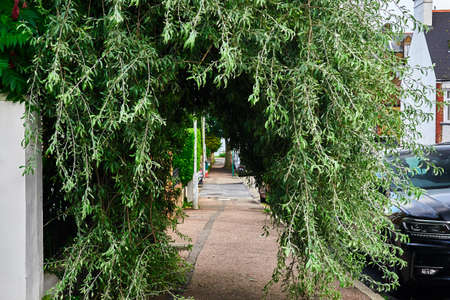 A pendulous willow leaved pear tree (pyrus salicifolia - pendula) forms a tunnel on the pavement
