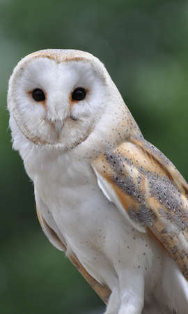 Barn Owlの写真素材
