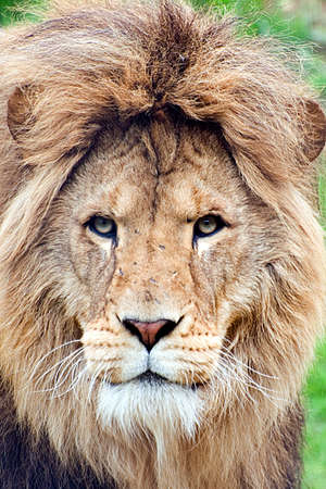 Lionの写真素材