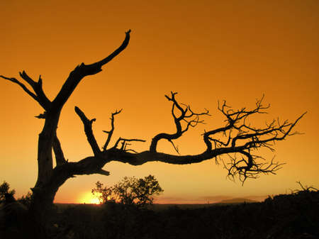 Stark tree at sunsetの写真素材