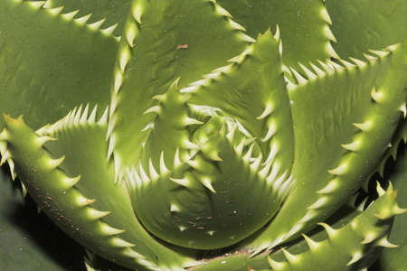 Succulentの写真素材