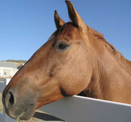 Horse at fenceの写真素材